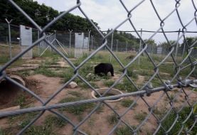 Приют для медведей "Белая скала"