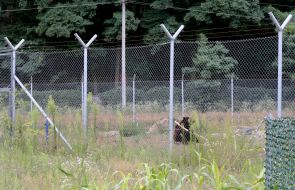 Приют для медведей "Белая скала"