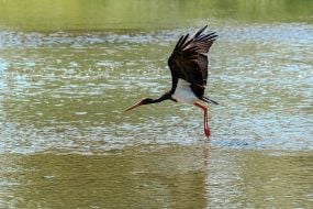 Black stork flies over the river Uzh