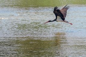 Black stork flies over the river Uzh