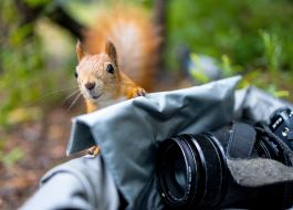 Белка возле фотоаппарата