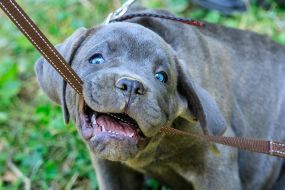 Exhibition of dogs of all breeds