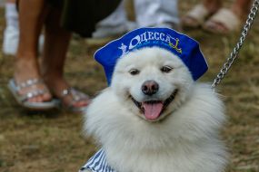 Exhibition of dogs of all breeds