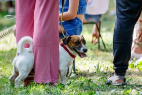 Exhibition of dogs of all breeds
