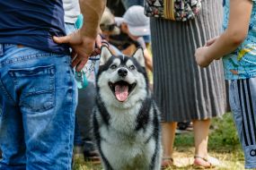 Exhibition of dogs of all breeds