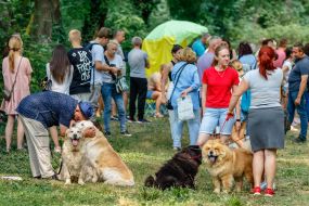 Exhibition of dogs of all breeds
