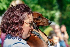 Участница держит собаку породы такса