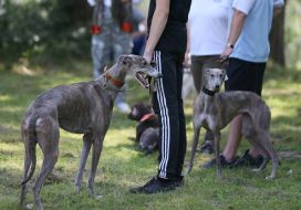 articipants of the championship of hunting dogs "Cup of Galicia