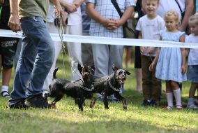 articipants of the championship of hunting dogs "Cup of Galicia