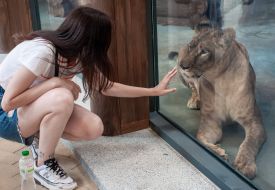 Lioness in the aviary