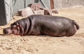 Hippo