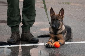 German shepherd puppy