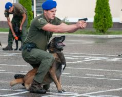 German shepherd puppy