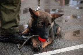 German shepherd puppy