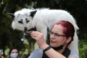 Woman with a polar fox on her shoulder