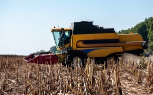 Sunflower harvesting