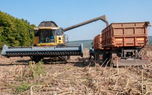 Sunflower harvesting