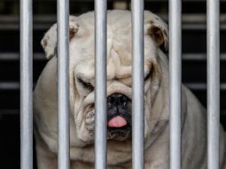 Bulldog