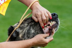 Демонстрація прикусу собаки