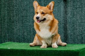 Dog