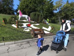 Выставка хризантем «История любви» на Певческом поле