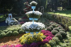 Выставка хризантем «История любви» на Певческом поле