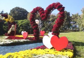 Выставка хризантем «История любви» на Певческом поле