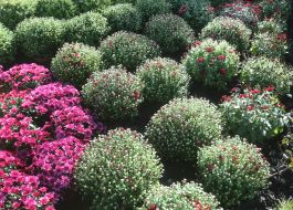 Выставка хризантем «История любви» на Певческом поле