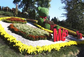 Выставка хризантем «История любви» на Певческом поле