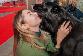 Exhibition of dogs