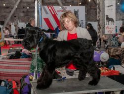 Exhibition of dogs