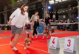 Exhibition of dogs