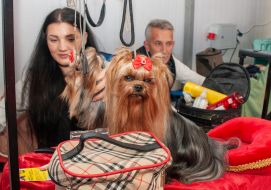 Exhibition of dogs
