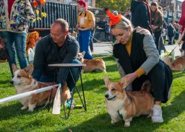 Exhibition of dogs
