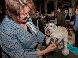Exhibition of dogs