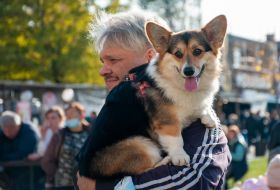 Exhibition of dogs