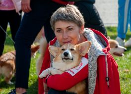 Exhibition of dogs