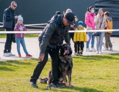 Exhibition of dogs