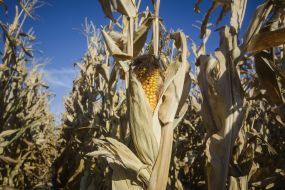 Corn in the field in Odessa region