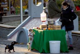 Собаки біля столика, де продають глінтвейн