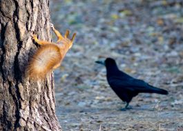 Squirrel