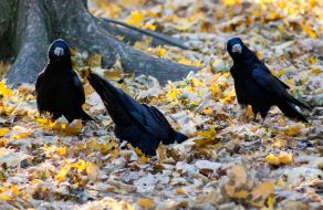 Crows