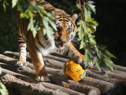 Tiger with pumpkin