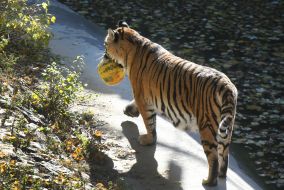 Tiger with pumpkin