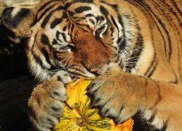 Tiger with pumpkin