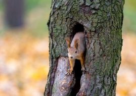 Squirrel