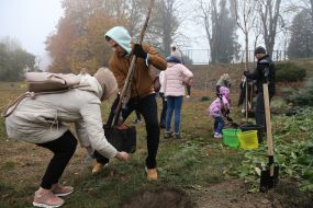 Люди сажают деревья