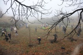 Люди сажают деревья