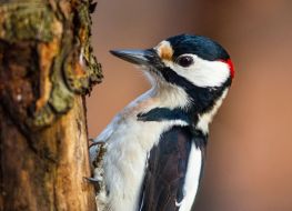 Woodpecker