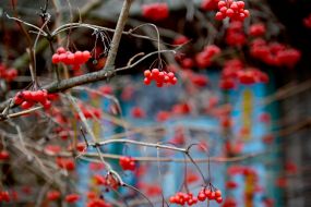 Guelder rose